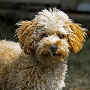 Meet your Posher, Gavin